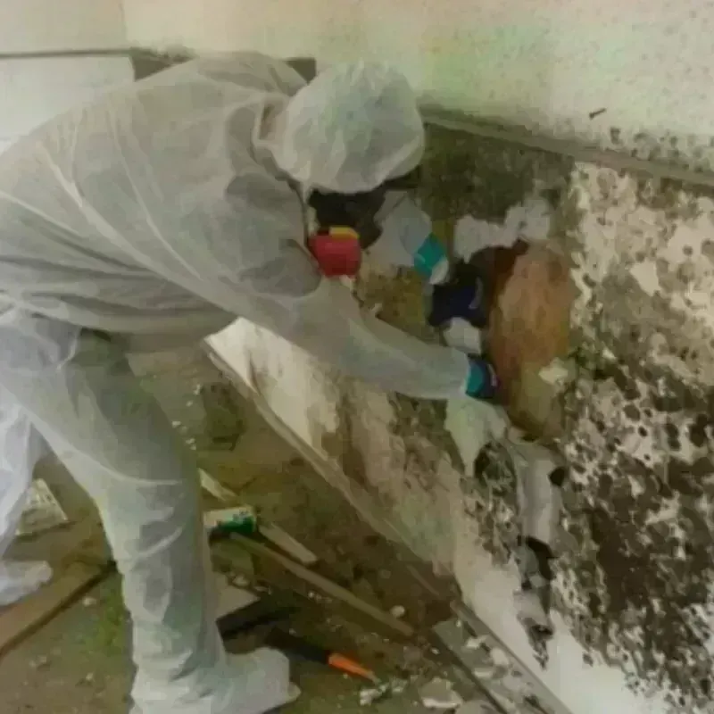 Mold Remediation and Removal in Memphis, FL